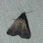 Smoky Tetanolita Moth