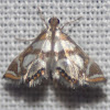 Bold Medicine Moth