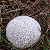 Spiny Puffball