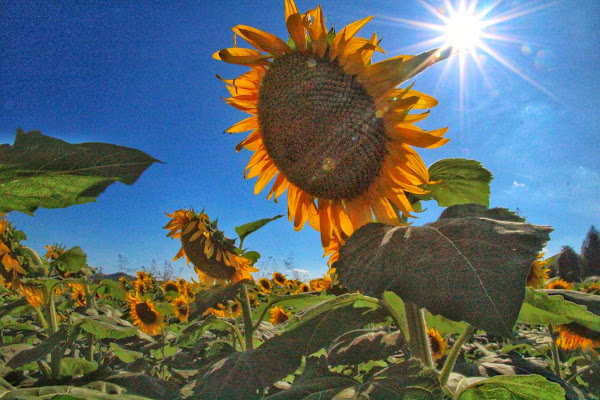 O sole...girasole  di Sinapsi