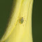 Apple Aphid