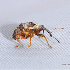 Weevil