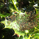 Baby garden spiders (yellow-bums)