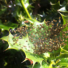 Baby garden spiders (yellow-bums)