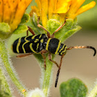 Wasp-mimic Longhorn