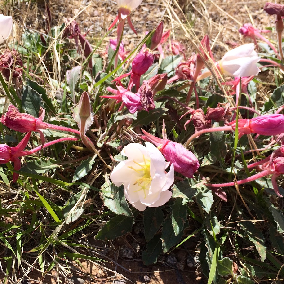 Tufted Evening Primrose