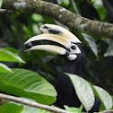 Oriental Pied Hornbill