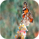 Download Butterfly Wallpapers For PC Windows and Mac 1.0