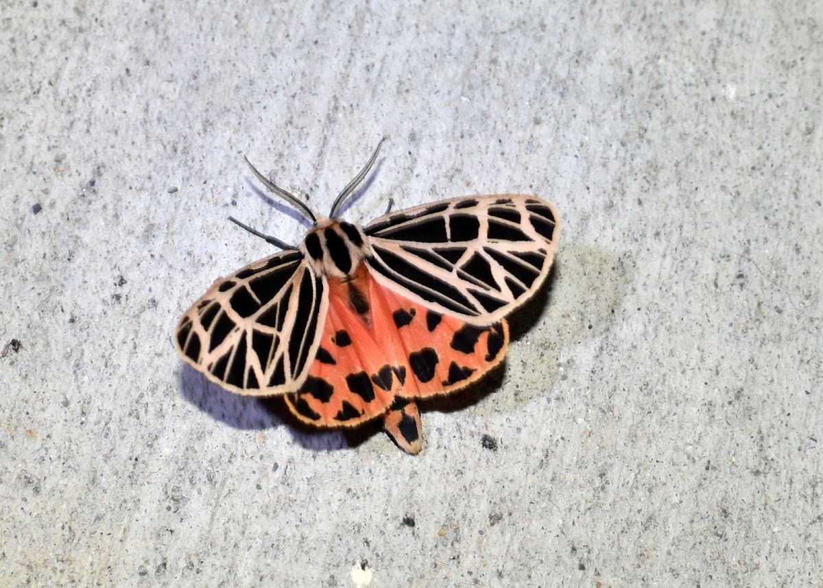 Virgin Tiger Moth