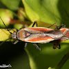 Scarlet Plant Bug