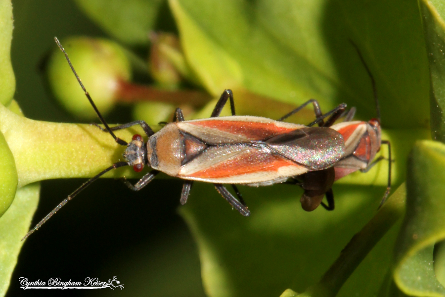 Scarlet Plant Bug