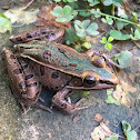 Southern Leopard Frog