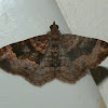 Sodaliata Moth