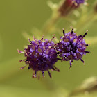 Ironweed