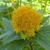 Western Goldenrod