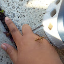 Guinea Paper Wasp