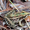 leopard frog