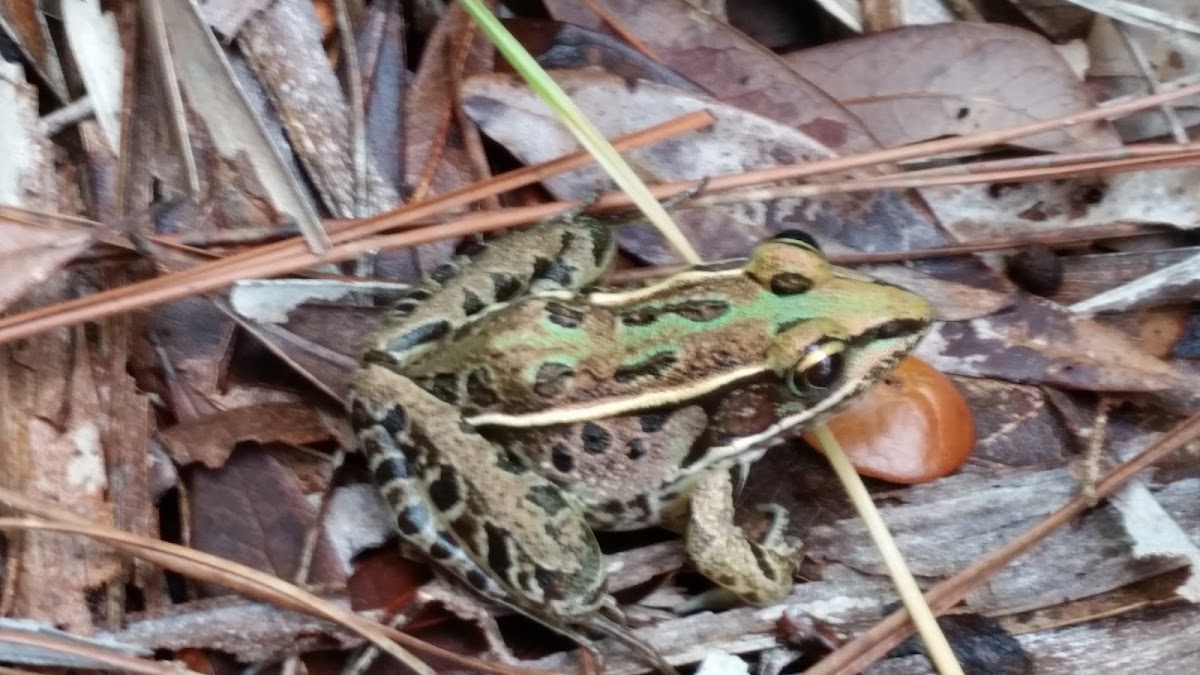 leopard frog