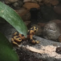 Panamanian Golden Frog