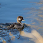 Bufflehead