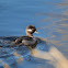 Bufflehead