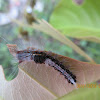 Tussock Moth Caterpillar