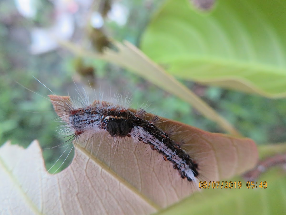 Tussock Moth Caterpillar