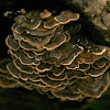 Turkey Tail Mushroom