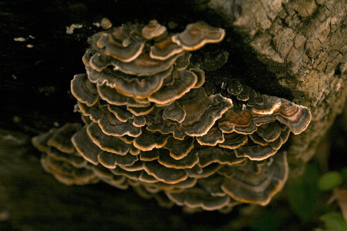 Turkey Tail Mushroom