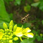 Hoverfly