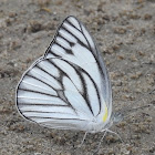 Eastern Striped  Albatross, male