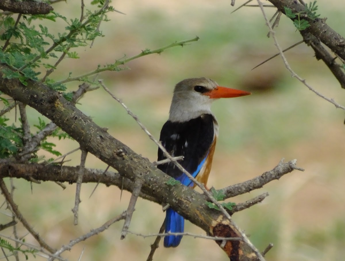 Grey headed kingfisher