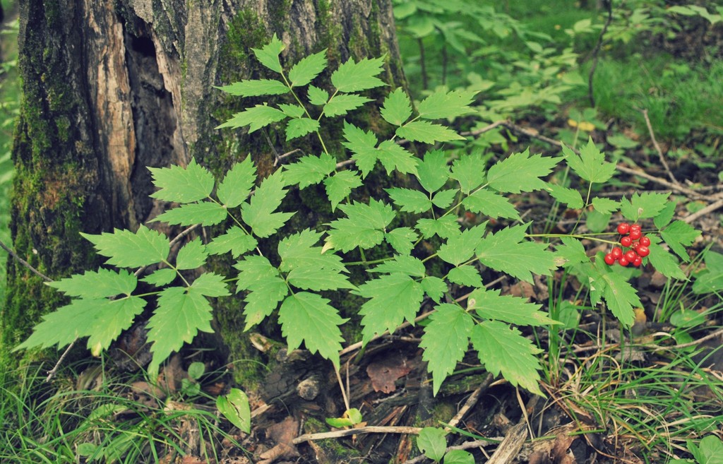 Red Baneberry