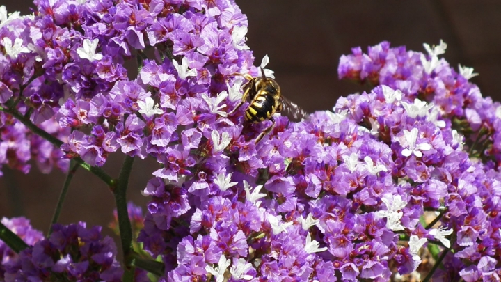 Primavera di valestok