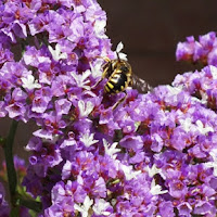 Primavera di 