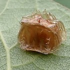 Spotted Tortoise Beetle nest