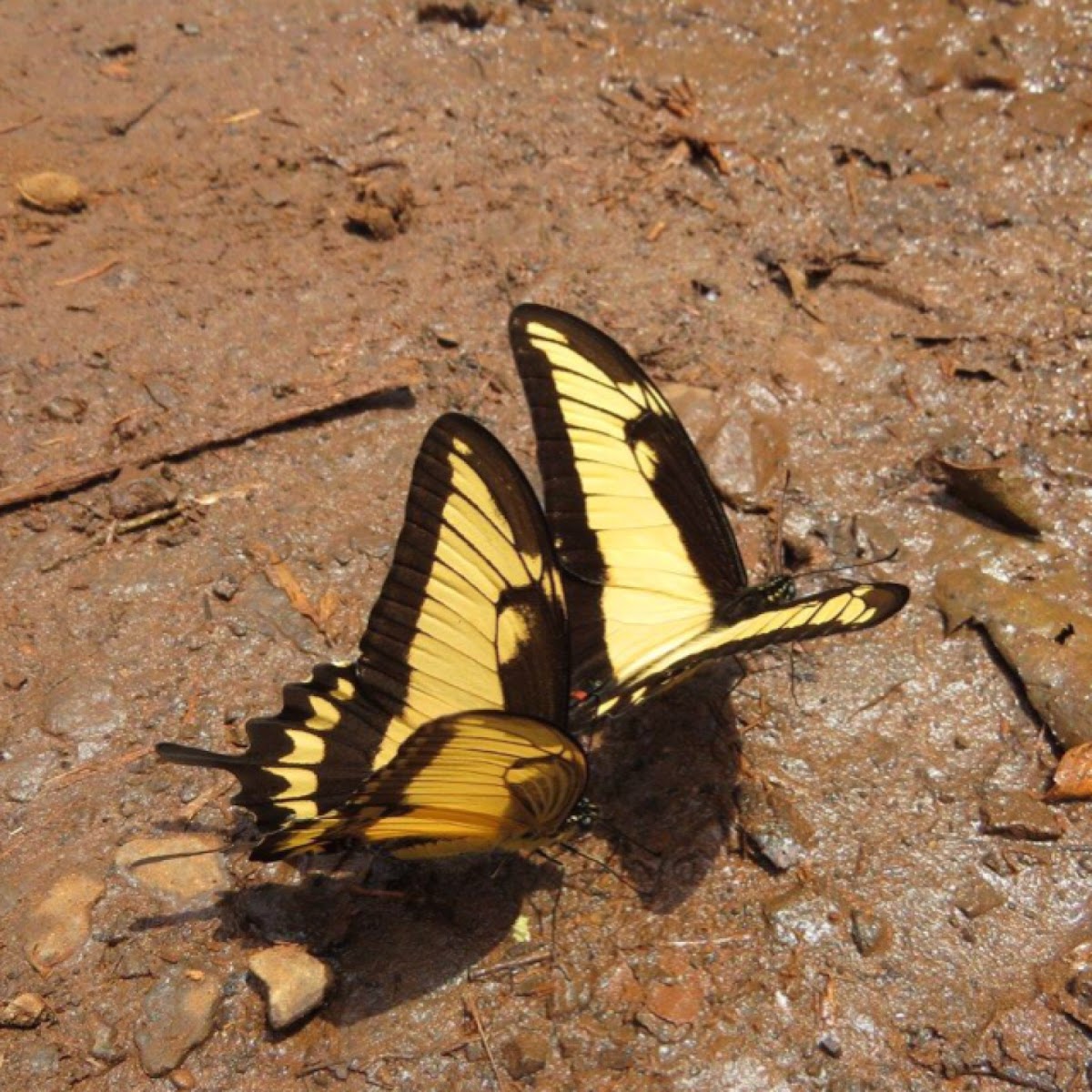 Broad-banded swallowtail