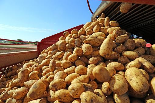 https://media.istockphoto.com/photos/agricultural-potato-harvest-picture-id1166183082?b=1&k=6&m=1166183082&s=170667a&w=0&h=048f9p9QFq01oWULjqyX56y6ADwhzm4-RMurjHggKHw=