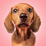 Cover Image of 下载 Talking Dogs 1.1.1 APK