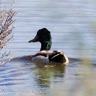 Mallard; Anade Real