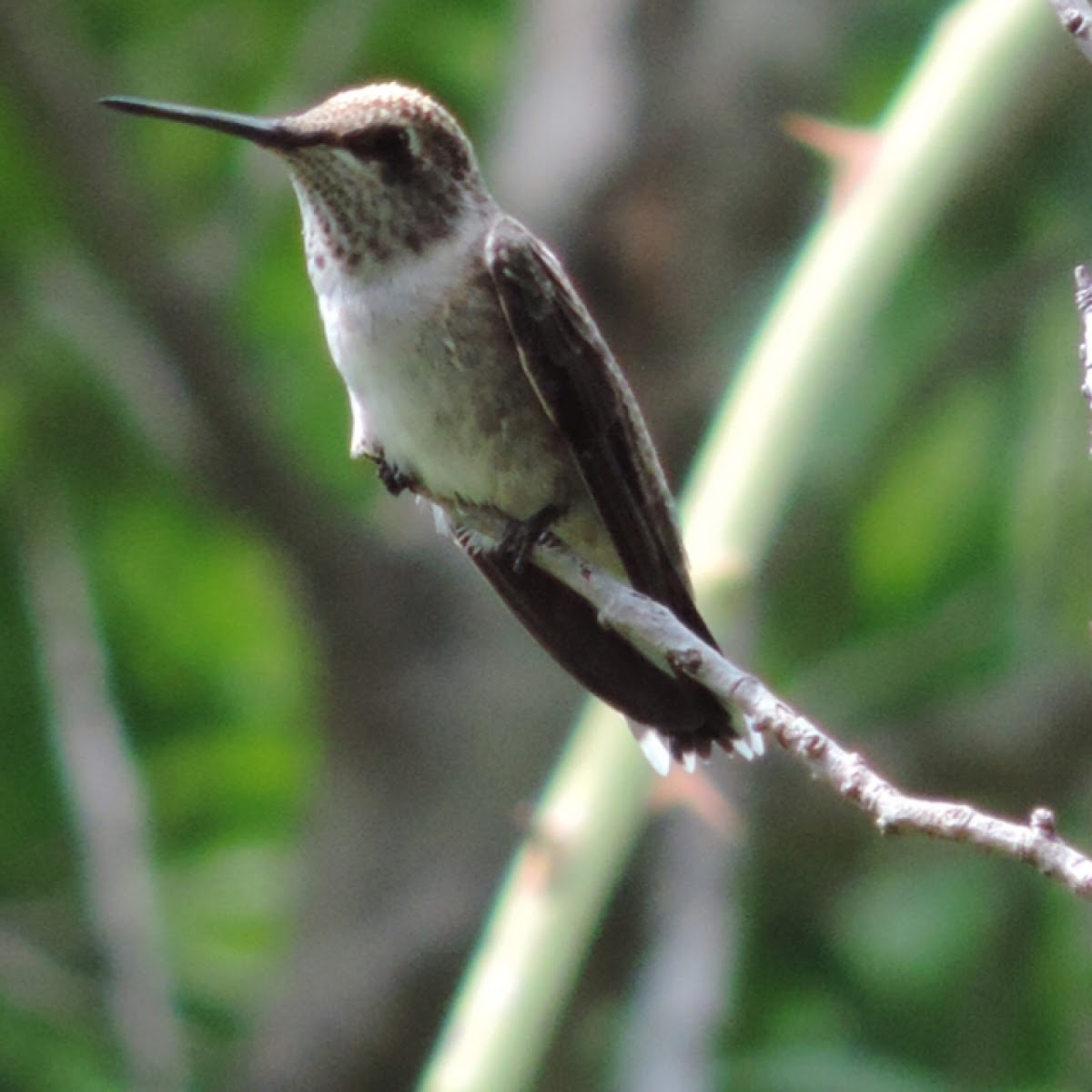 Ruby-throated Hummingbird       juvenile male