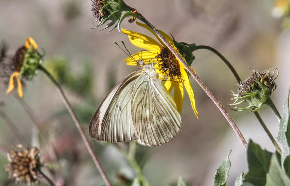 Great Southern White Butterfly