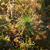 Dwarf Papyrus