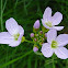 Cuckooflower