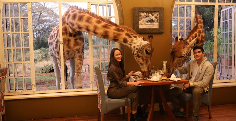 Giraffes at Giraffe Manor enjoy breakfast with some of the guests