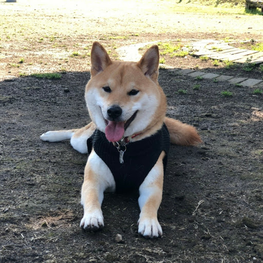 亀吉のプロフィール画像