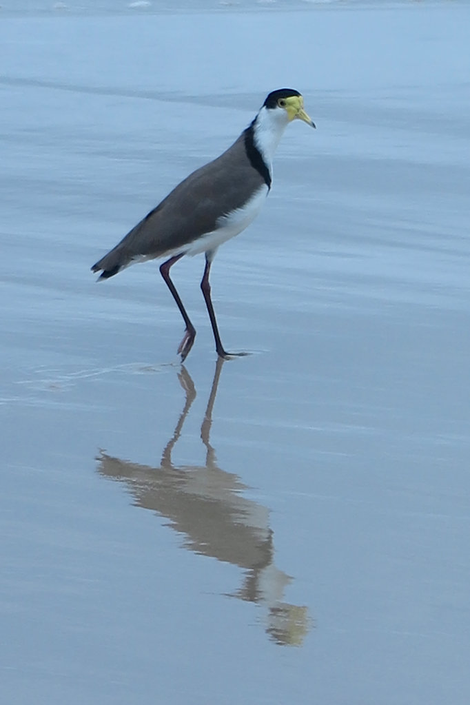 Masked Lapwing