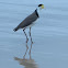 Masked Lapwing