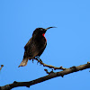 Scarlet-chested Sunbird