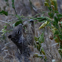 Rock squirrel